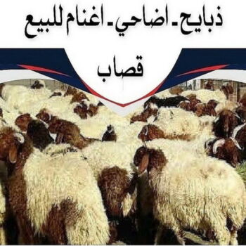 ذبايح للبيع مع قصاب - ابوياسين 66781612 - ذبايح للبيع - بيع ذبايح - توصيل ذبايح - قصاب - بيع اضاحي - بيع اغنام - بيع ذبايح الكويت