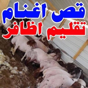 قص اغنام - تقليم اظافر - امير 65942811 - اغنام الكويت - جز غنم - جز اغنام - جز صوف - حلاق اغنام - حلاق غنم - جز 3 167644045561822 قص اغنام - تقليم اظافر - امير 65942811 - اغنام الكويت - جز غنم - جز اغنام - جز صوف - حلاق اغنام - حلاق غنم - جز